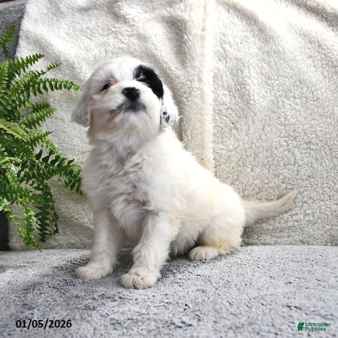 Portuguese Water Dog dogs for sale: Daisy - Ad 9