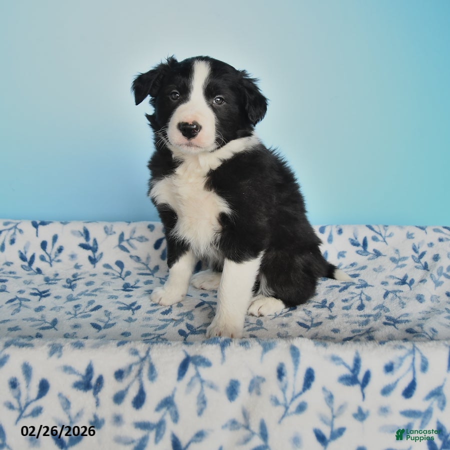 Border Collie dogs Bandit - Ad 1