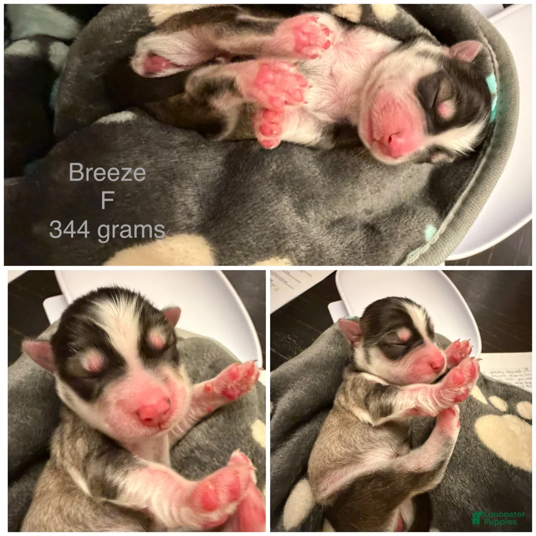 Pomsky dogs for sale: Breeze - Ad 2