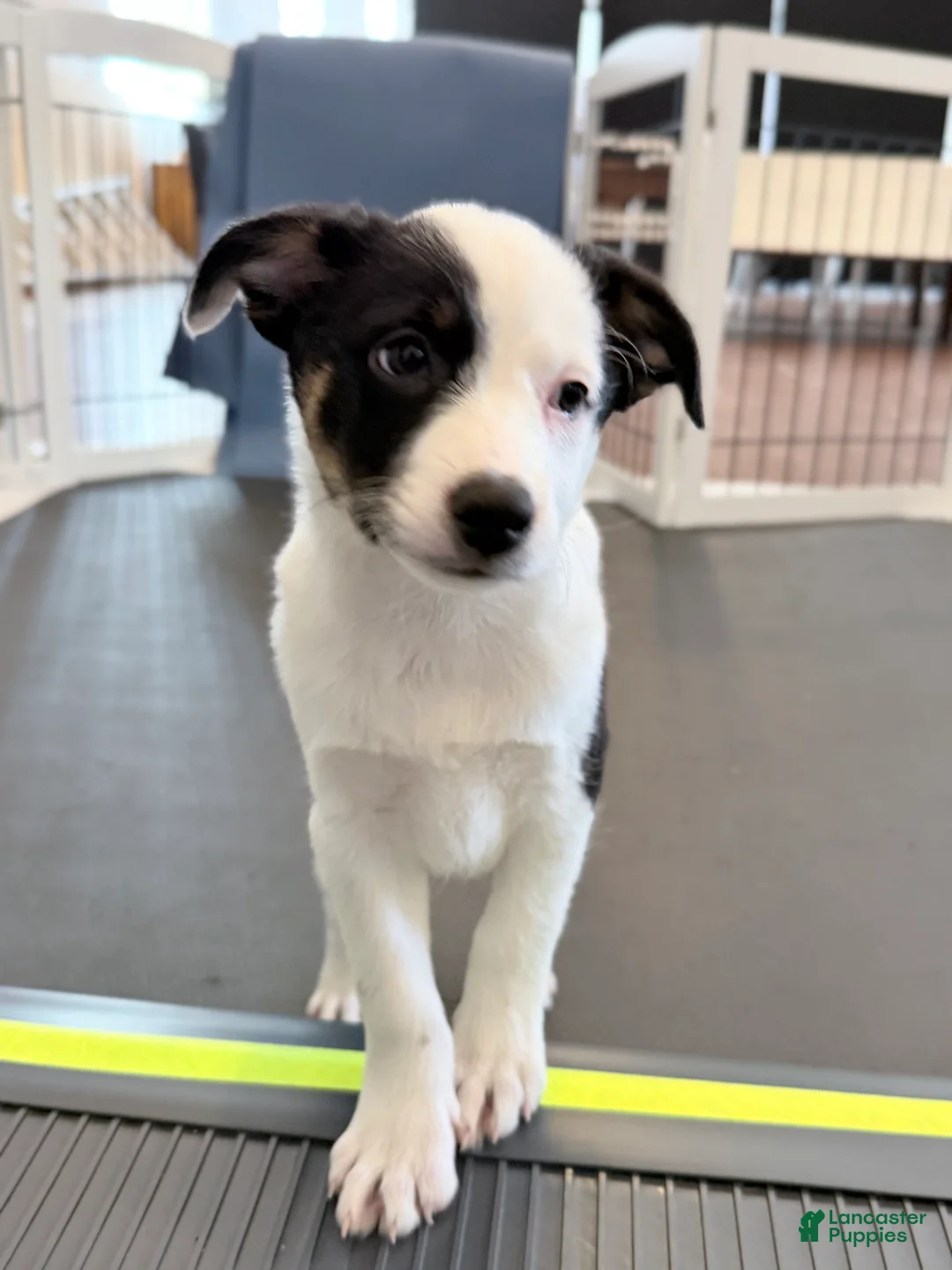 Australian Shepherd dogs for sale: Lola - Ad 9