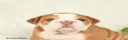 English Bulldog dogs for sale: Tonka - Ad 5