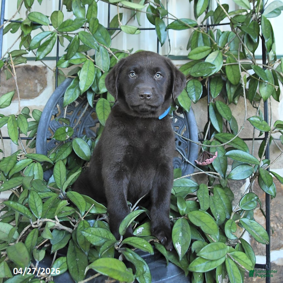 Labrador Retriever dogs Moose - Ad 2