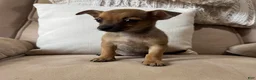 Chihuahua dogs for sale: Franny - Ad 3