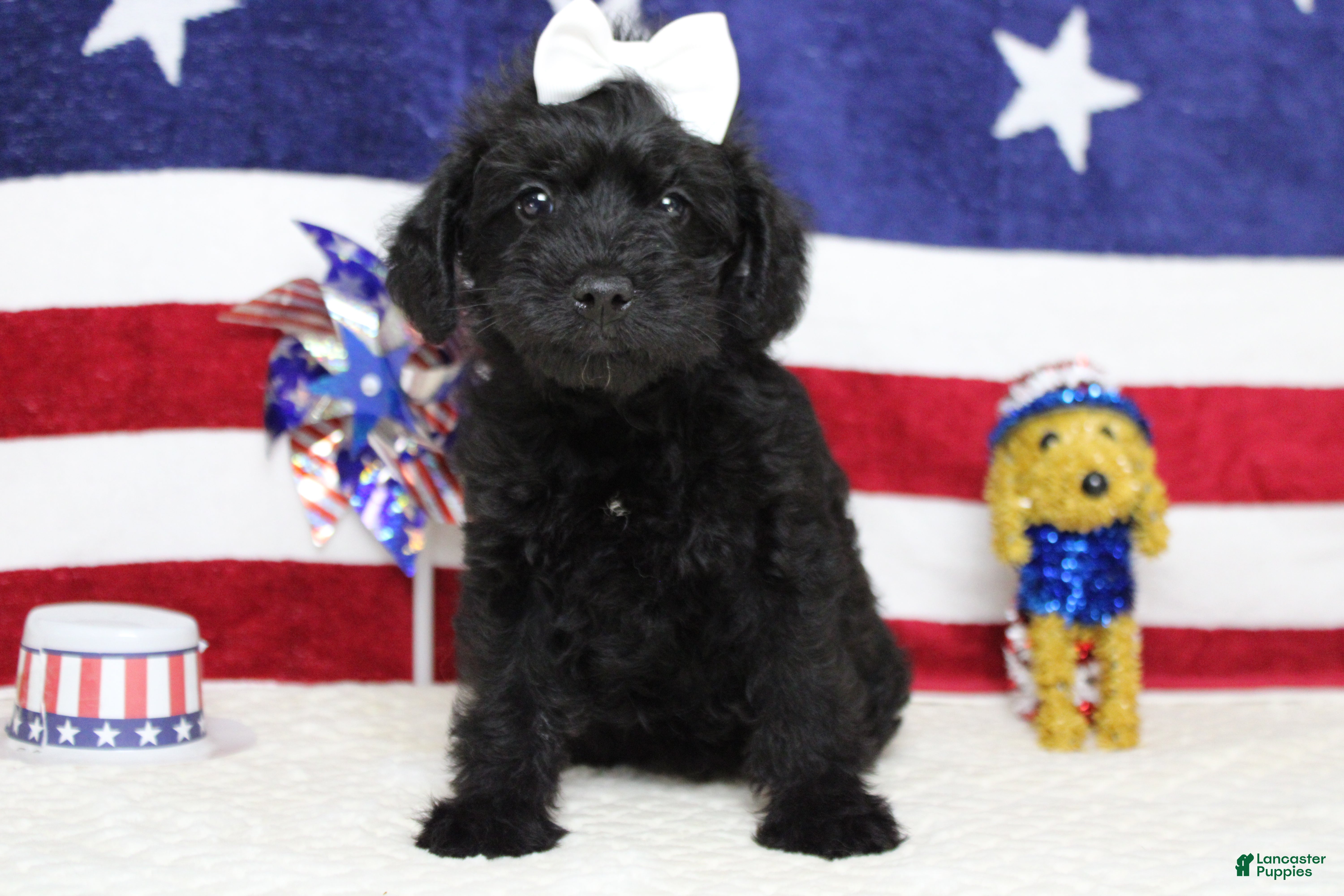 Schnoodle dogs Cabernet  - Ad 3