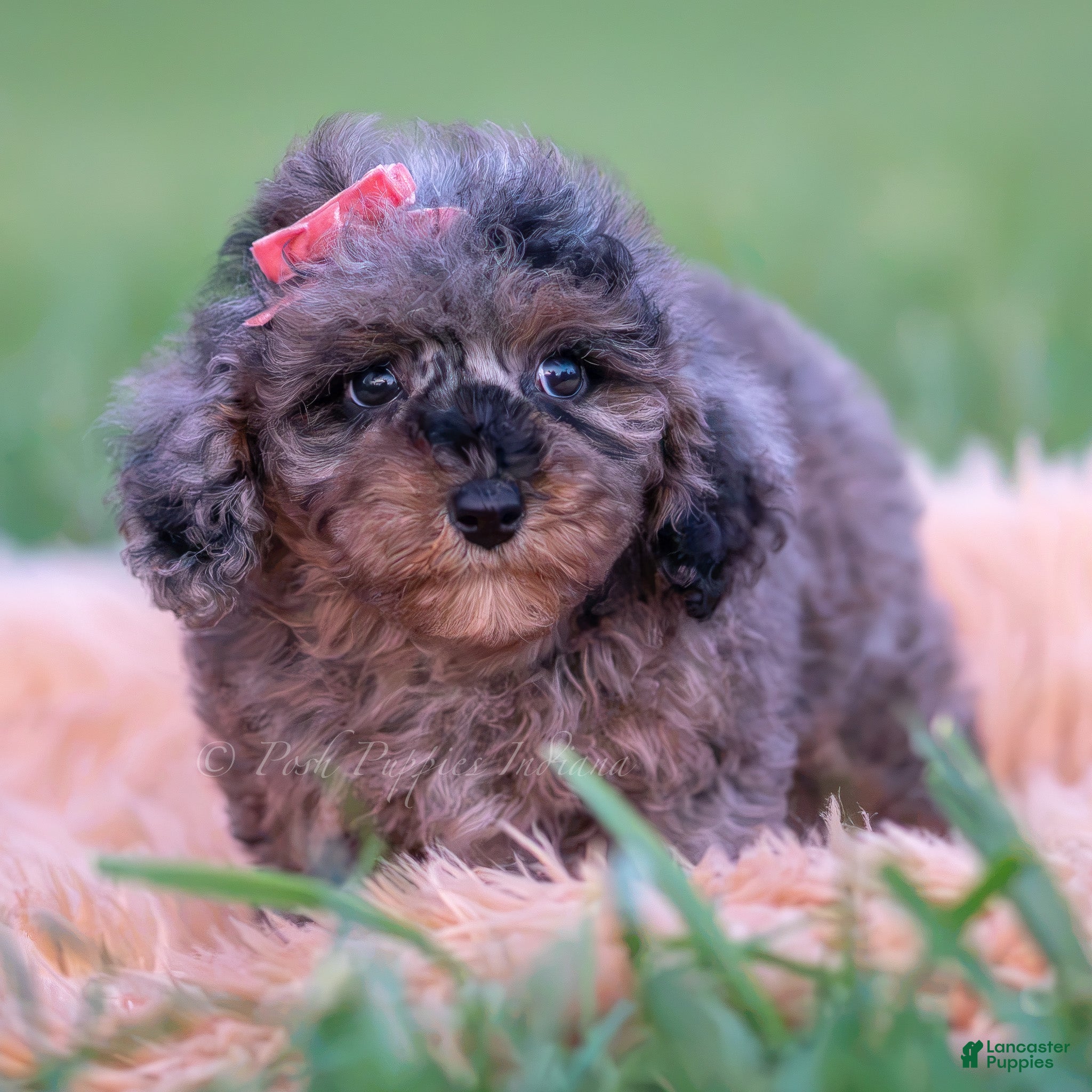 Toy Poodle dogs Cupcake AKC - Ad 5