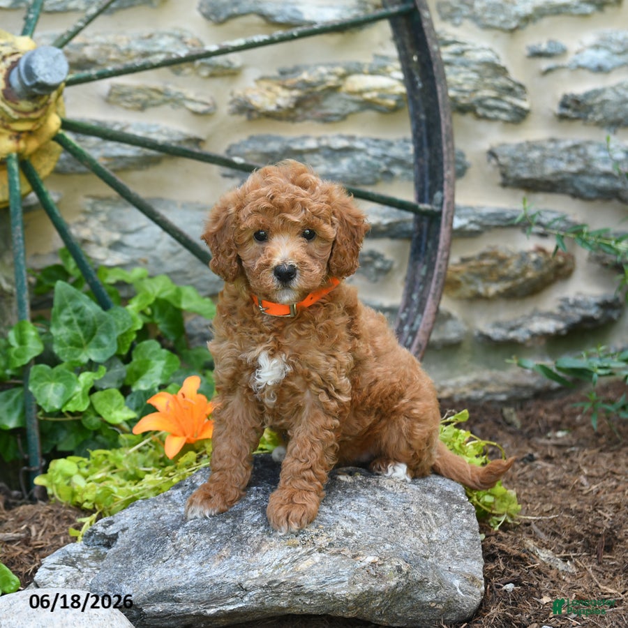 Mini Goldendoodle dogs Coral - Ad 1