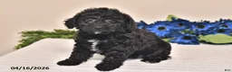 Miniature Poodle dogs for sale: Chloe - Ad 3