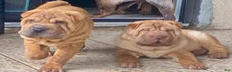 Shar Pei dogs for sale: Goose - Ad 15