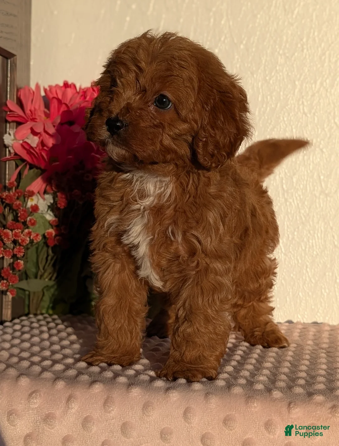 Cavapoo dogs for sale: Turbo  - Ad 14