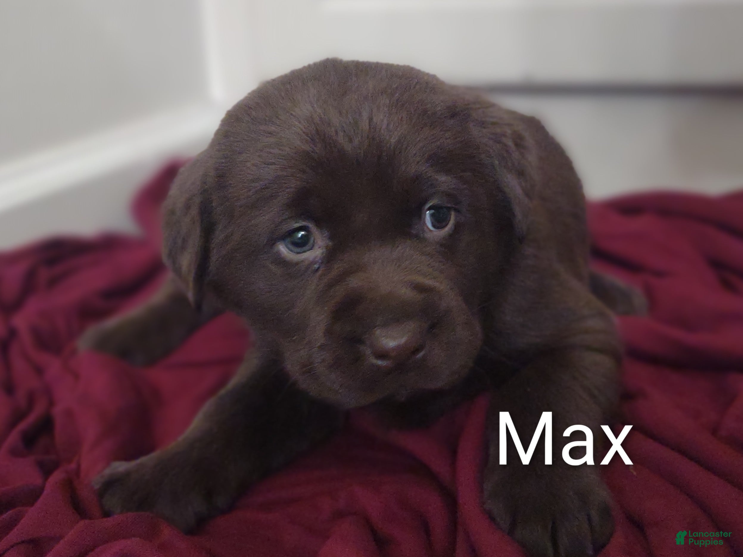 Labrador Retriever dogs Max - Ad 2