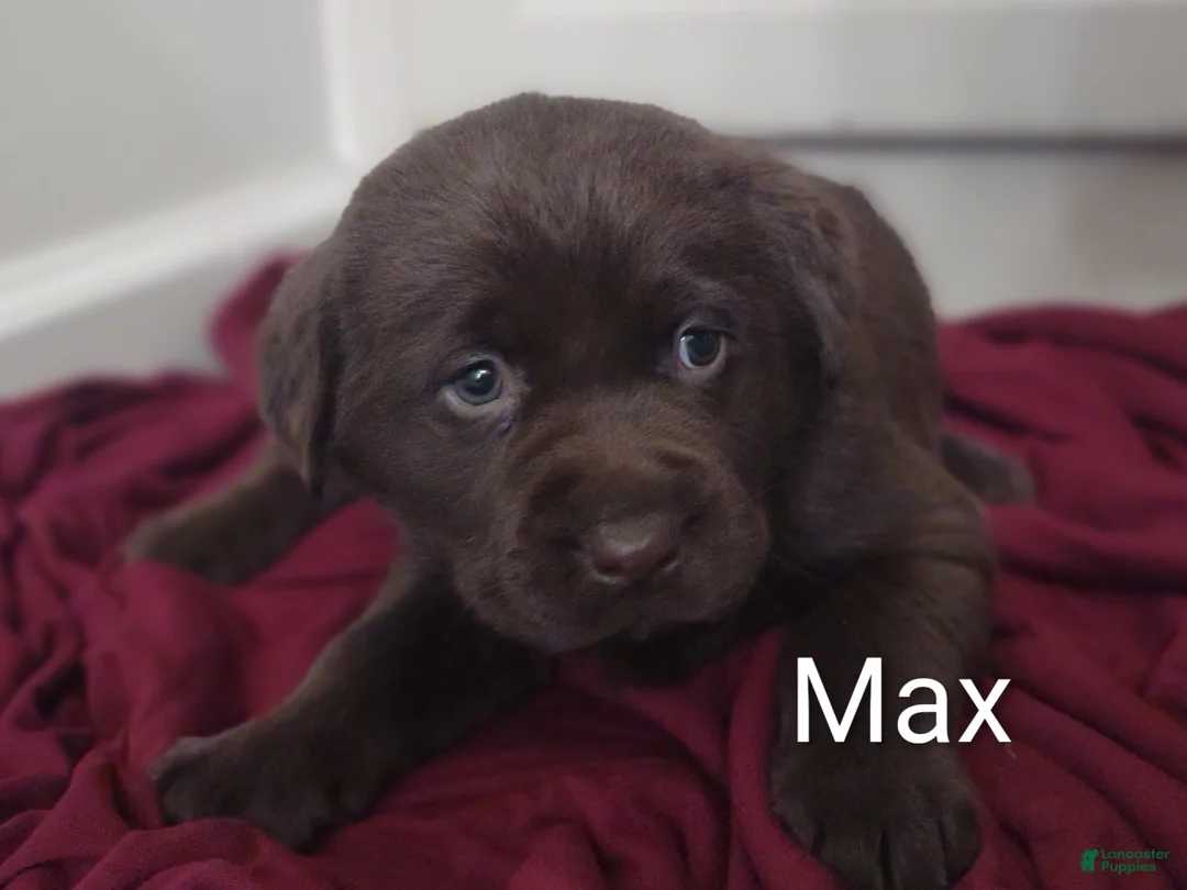 Labrador Retriever dogs for sale: Max - Ad 2
