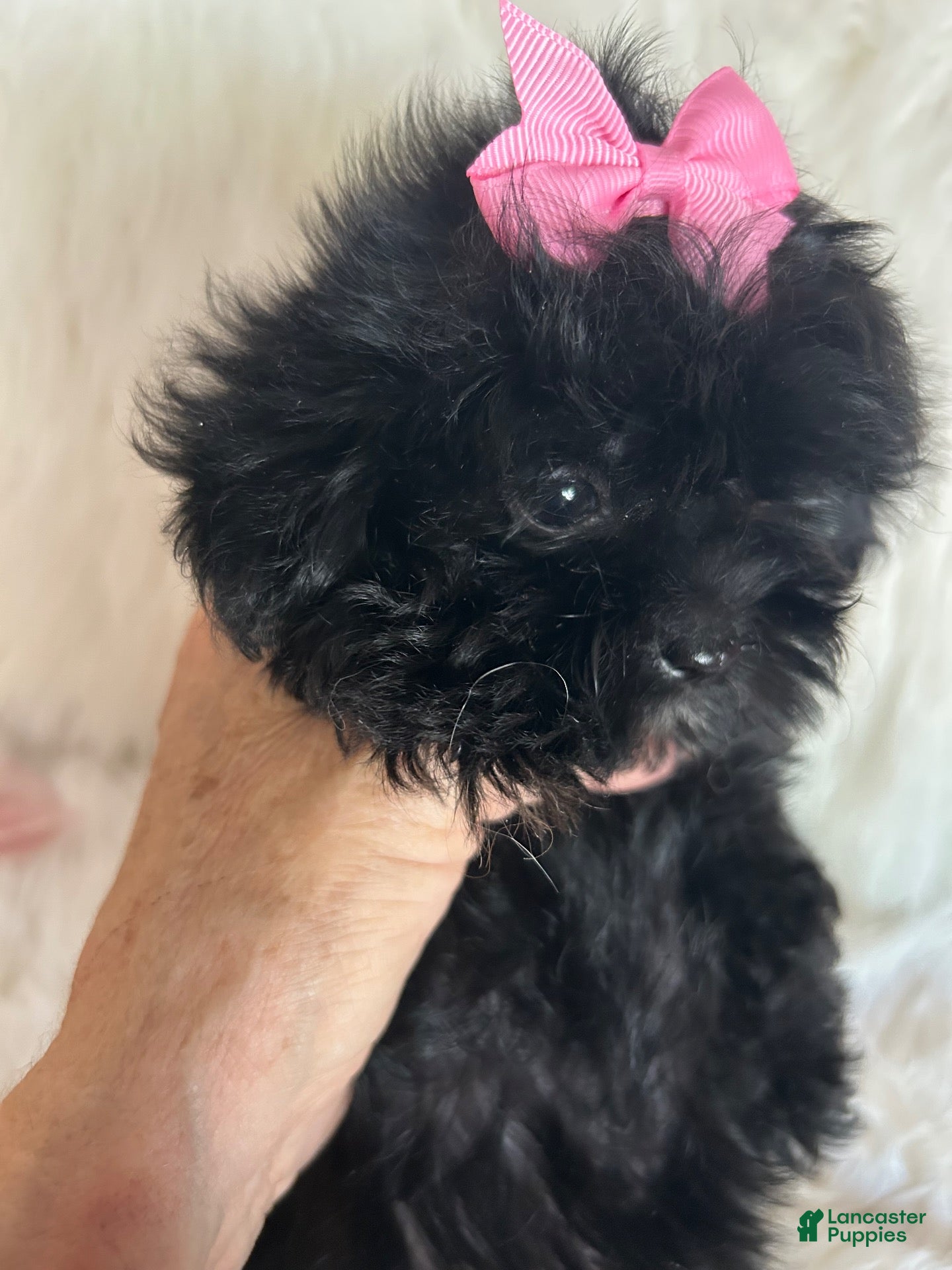 Shihpoo dogs Shihpoo 3 - Ad 3