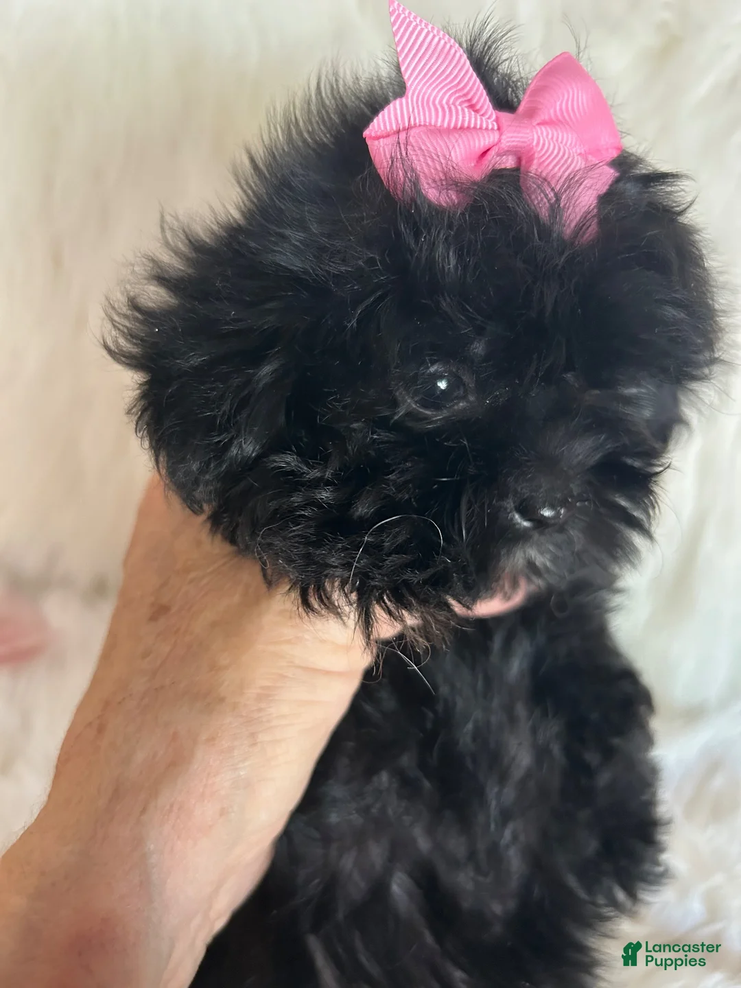 Shihpoo dogs for sale: Shihpoo 3 - Ad 1
