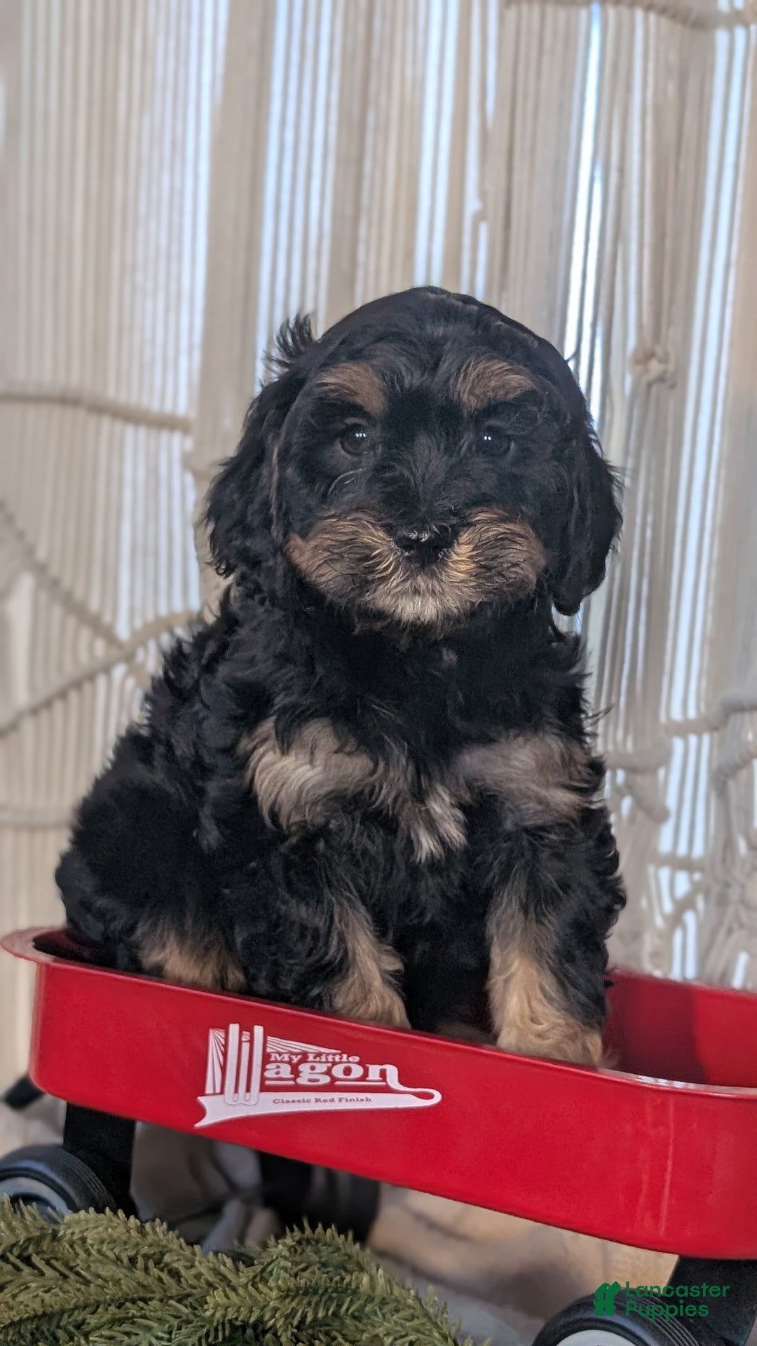 Cavapoo dogs for sale: Andra - Ad 3