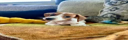 Miniature Dachshund dogs for sale: Coconut 🥥 - Ad 4