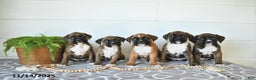 Boxer dogs for sale: Rudolph - Ad 8