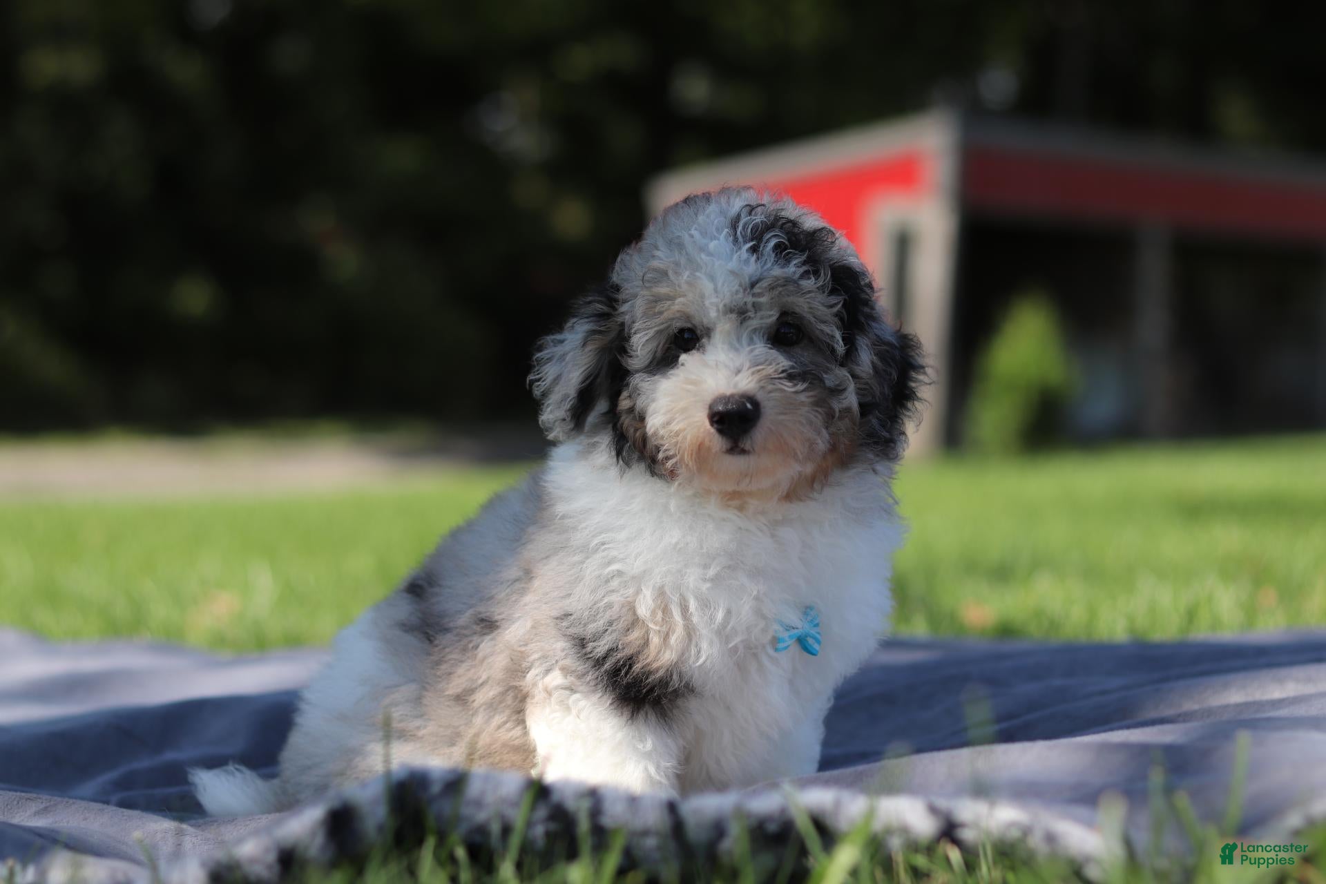 Miniature Poodle dogs Bandit (AKC) - Ad 2