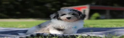 Miniature Poodle dogs for sale: Bandit (AKC) - Ad 2