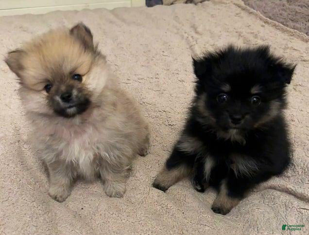 Pomeranian dogs for sale: Molly - Ad 1