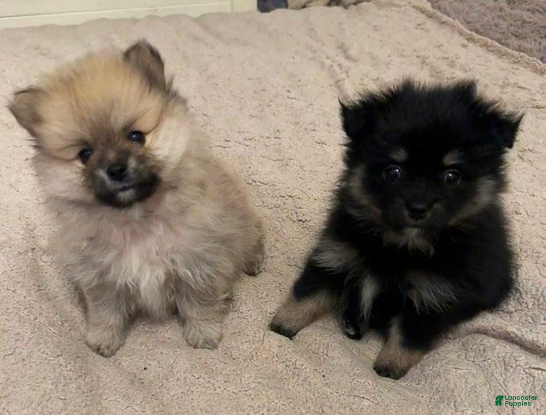 Pomeranian dogs for sale: Molly - Ad 1
