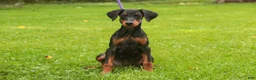 Doberman Pinscher dogs for sale: Elowen - Ad 6