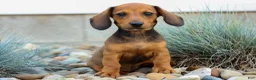 Miniature Dachshund dogs for sale: Sabrina 💝 - Ad 8