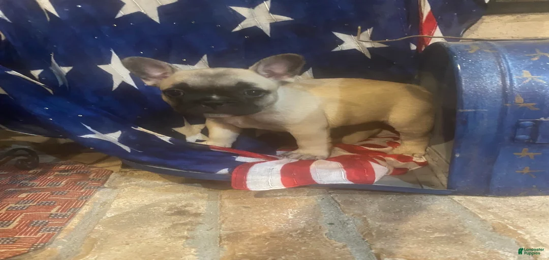 Gallery Image {{count}}