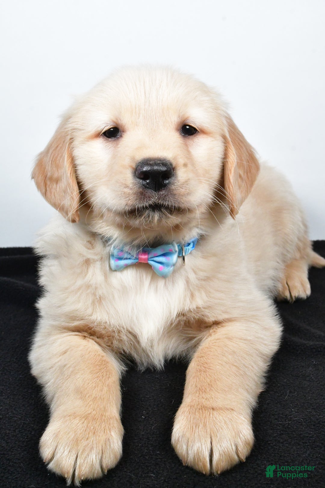Golden Retriever dogs for sale: Jake - Ad 2