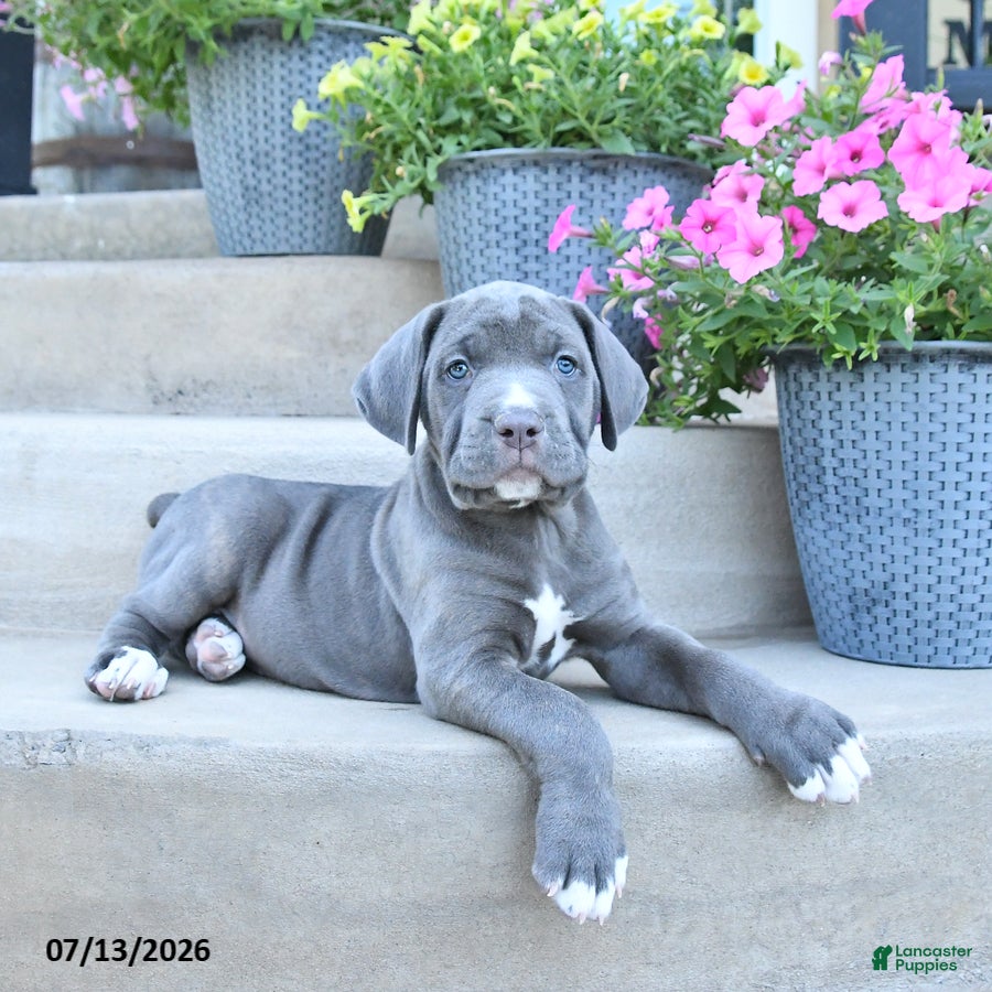 Cane Corso dogs Rain - Ad 1