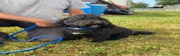 Bernedoodle dogs for sale: Maverick  - Ad 4