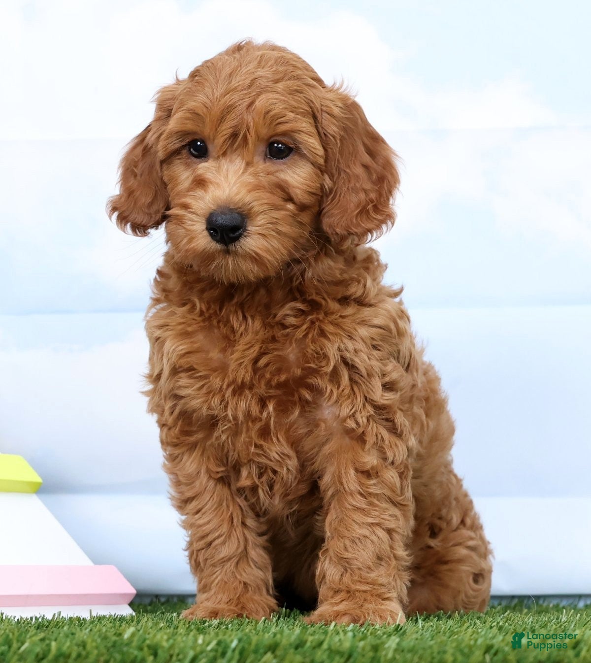 Mini Goldendoodle dogs Flower - Ad 2