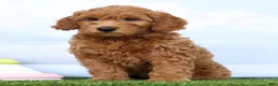 Mini Goldendoodle dogs for sale: Flower - Ad 2
