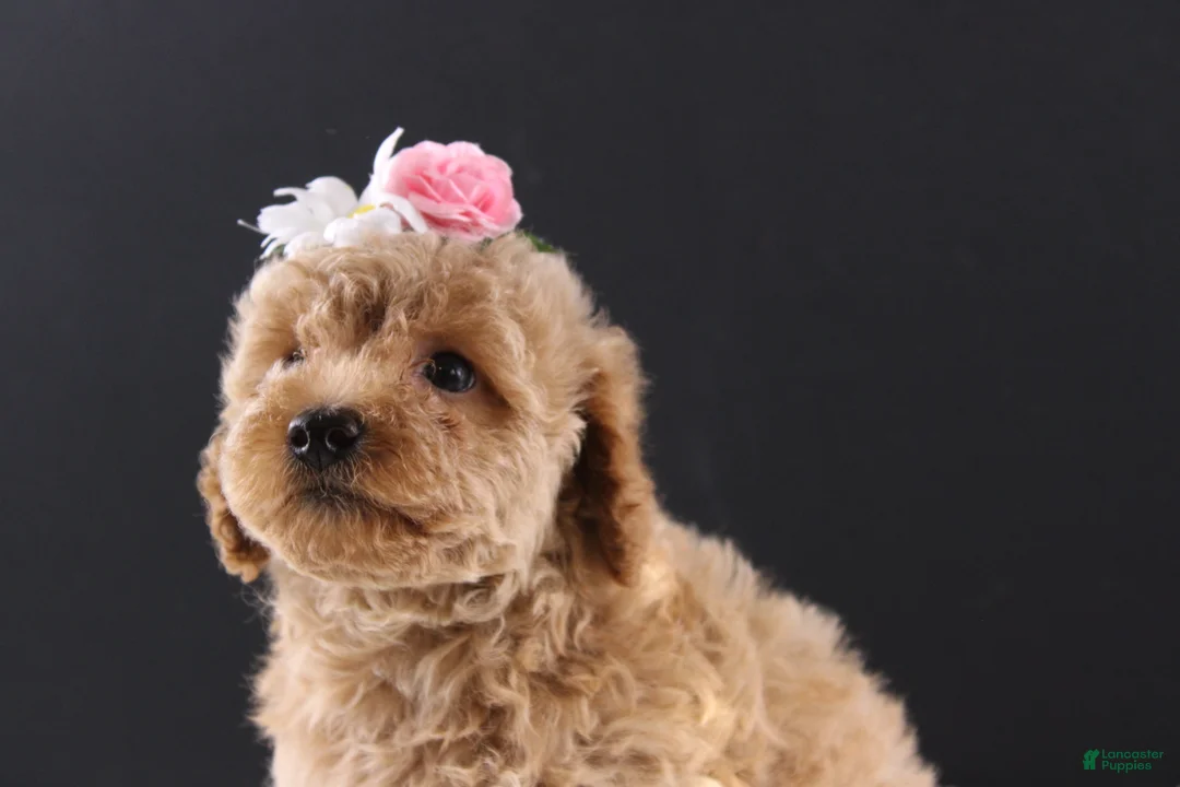 Shihpoo dogs for sale: Blossom - Ad 2