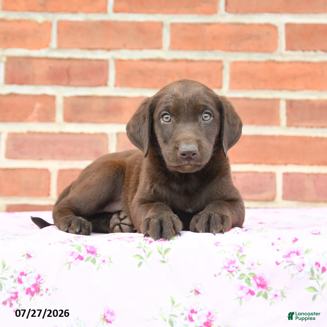 Labrador Retriever dogs for sale: Peaches - Ad 3