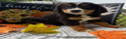 Bernese Mountain Dog dogs for sale: Blitz - Ad 3