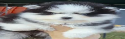 Pomsky dogs for sale: Calypso  - Ad 8
