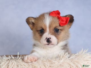 Welsh Corgi Pembroke dogs RAMBO - Ad 2