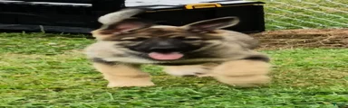 German Shepherd 3