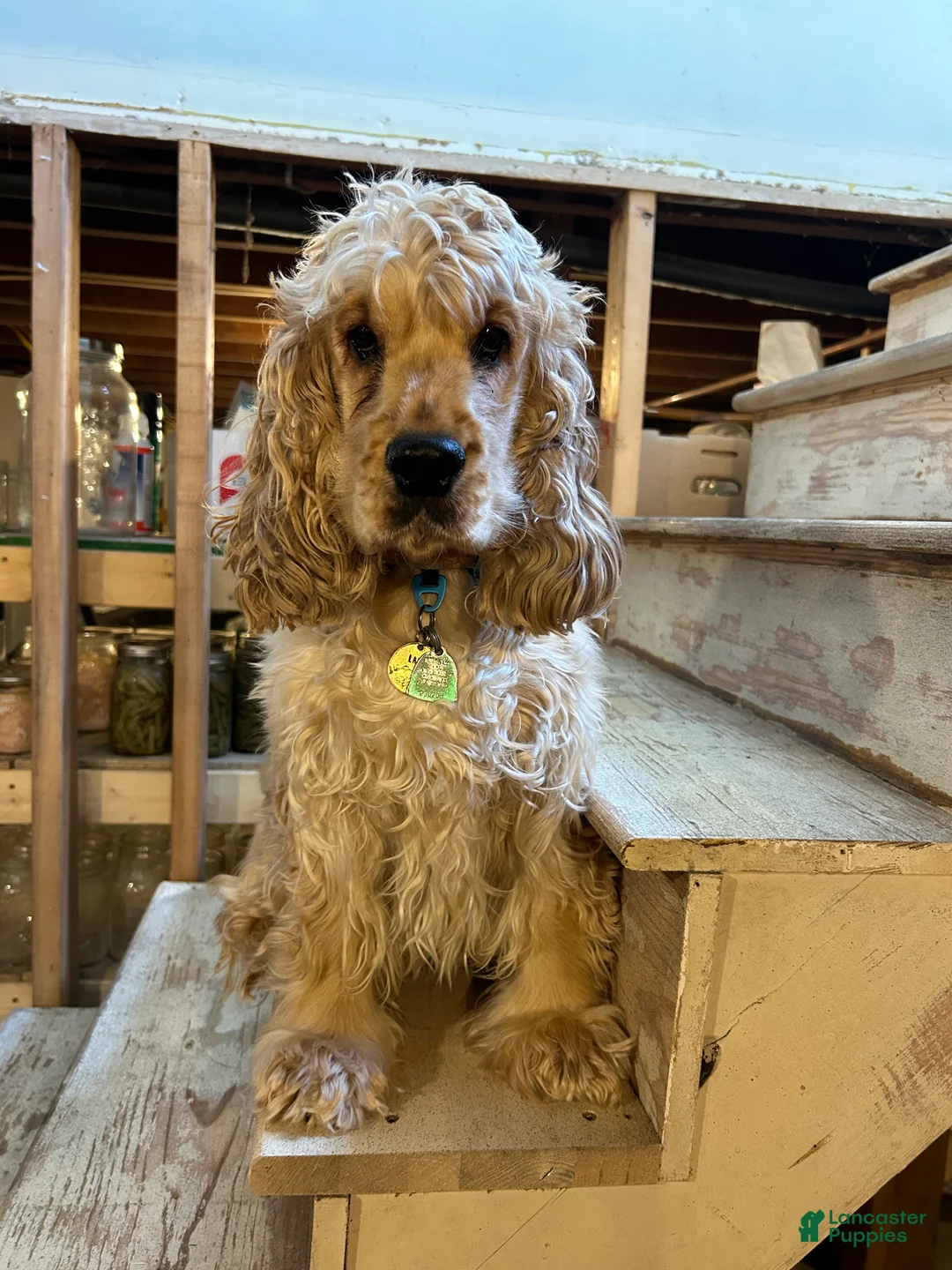 Cockapoo dogs for sale: Chip  - Ad 5