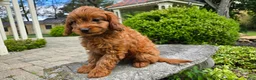 Cavapoo dogs for sale: Hudson - Ad 6
