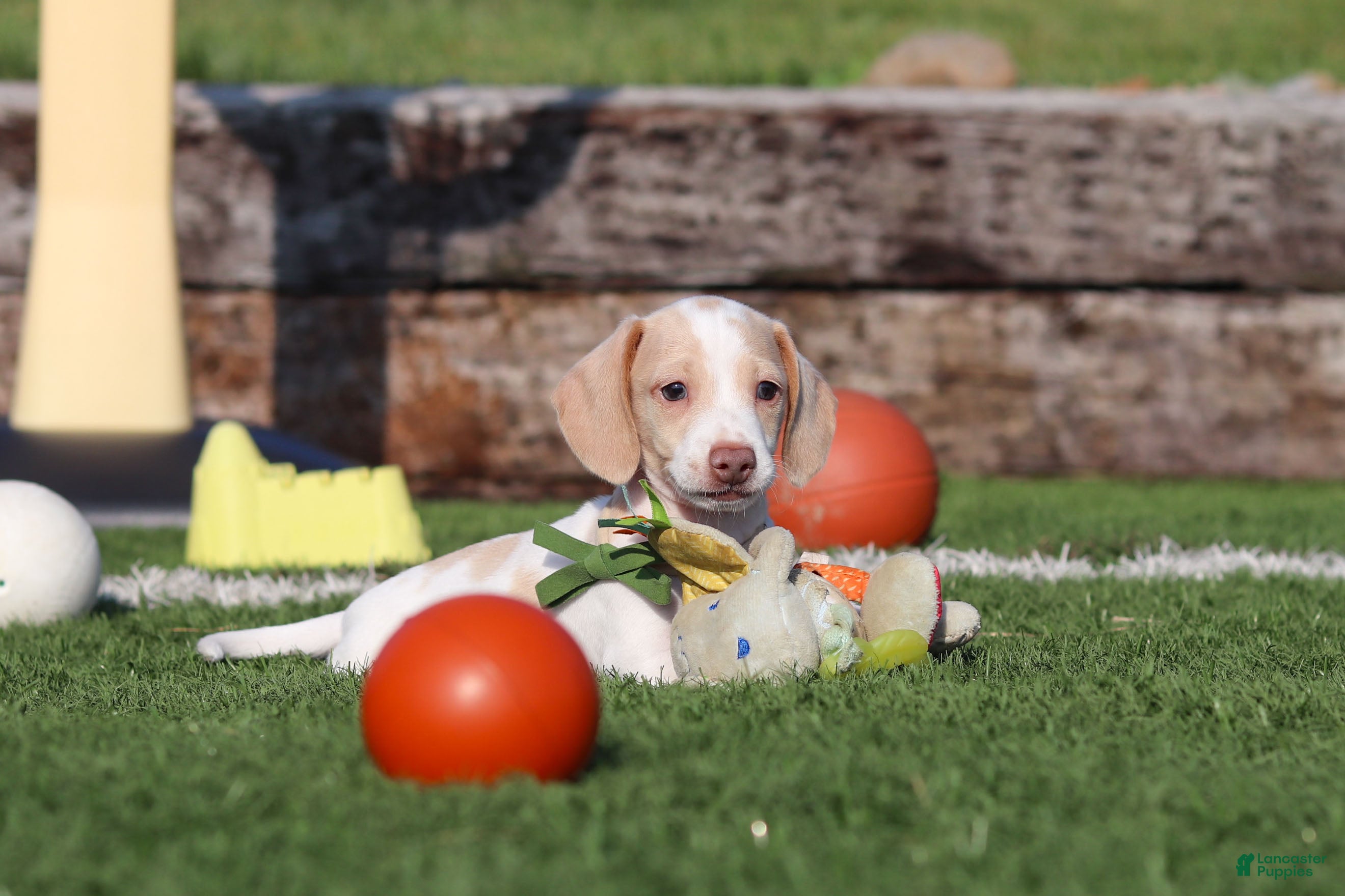 Miniature Dachshund dogs Jackson - Ad 2
