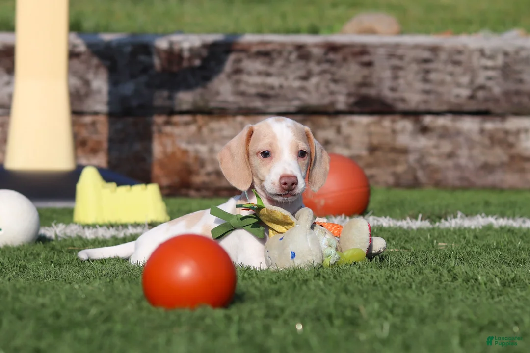 Miniature Dachshund dogs for sale: Jackson - Ad 2