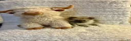Pomeranian dogs for sale: Pomeranian 1 - Ad 2
