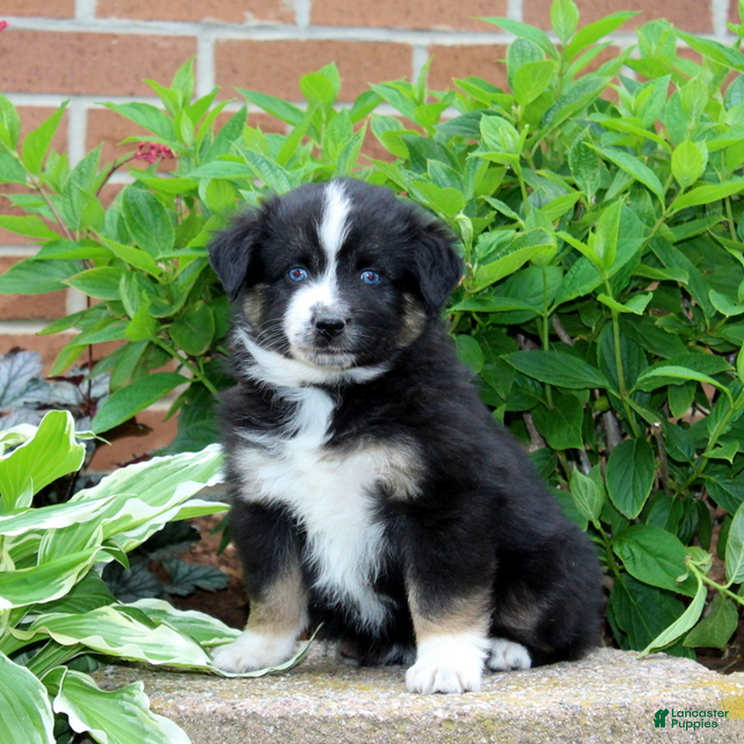 Miniature Australian Shepherd dogs for sale: Friendly  - Ad 4