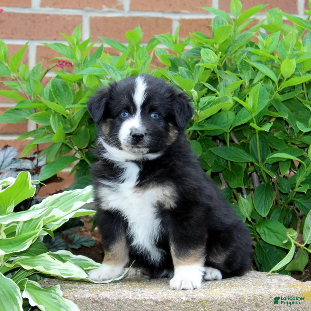 Miniature Australian Shepherd dogs for sale: Friendly  - Ad 1