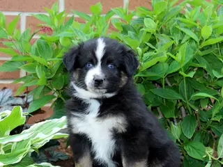 Miniature Australian Shepherd dogs for sale: Friendly - Ad 4