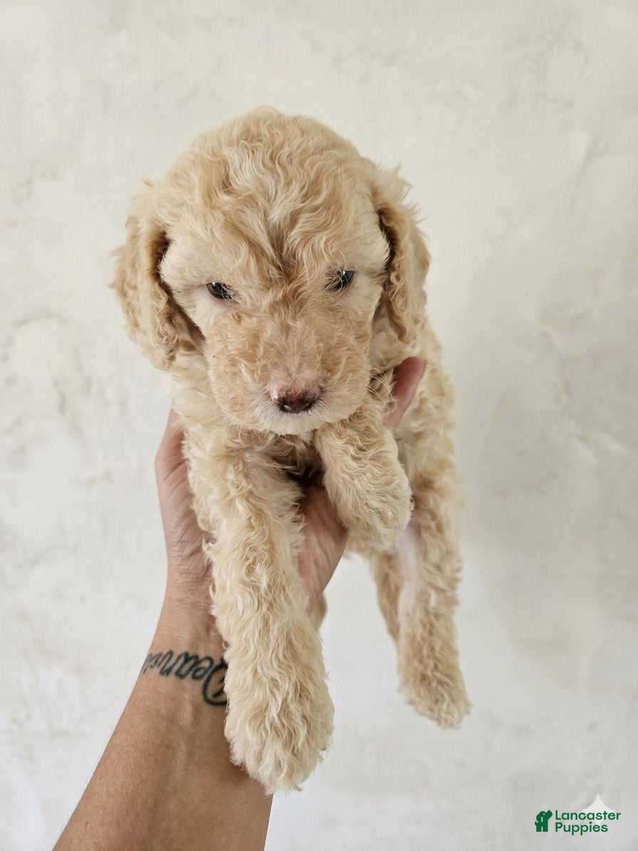 Shihpoo dogs Bailey - Ad 13