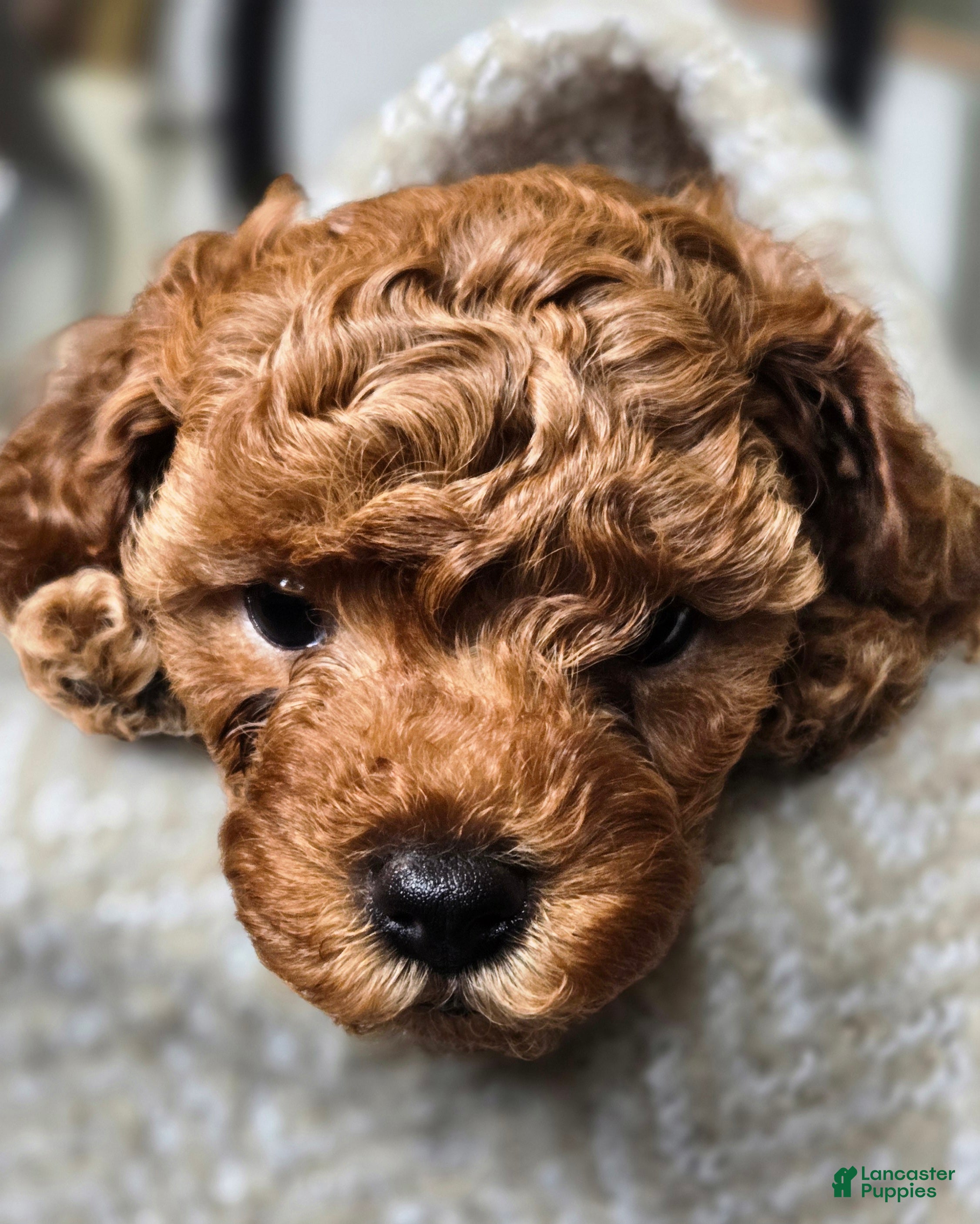 Cavapoo dogs Milo - Ad 2