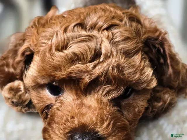 Cavapoo dogs for sale: Milo - Ad 2