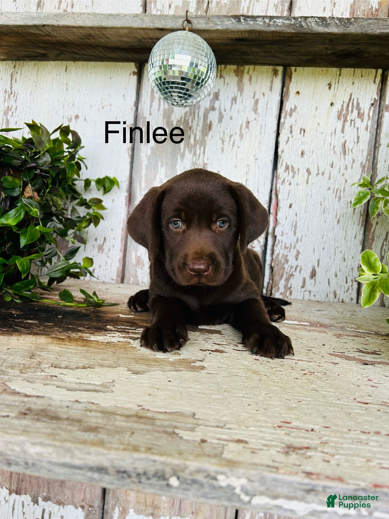 Labrador Retriever dogs Finlee  - Ad 2